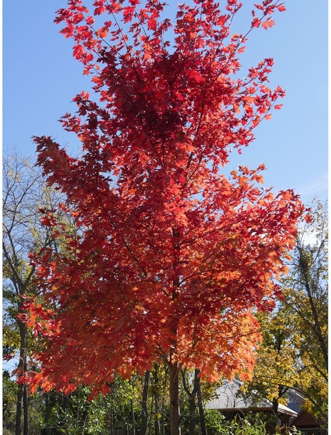 Autumn Blaze Maple Tree, Fast Growing Shade Tree with Fall Color, 1 Gallon Nursery Pot | Arbor Day Foundation (Due to Agricultural Laws, Unavailable to CA or AZ)