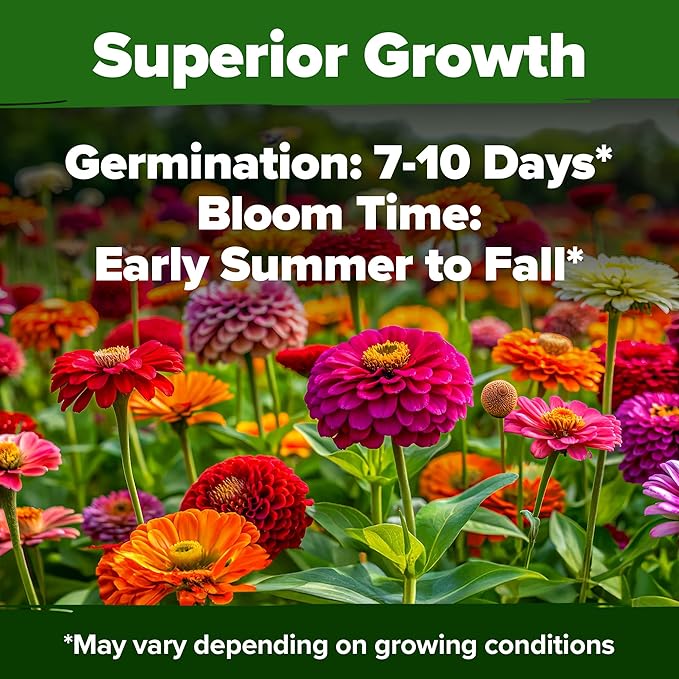HOME GROWN Zinnia Seeds for 2026 - California Giant Mix - 7,300+ (2 oz) Non GMO Plant Wildflower Blooms – Bulk Seeds for Planting Flowers Outside - Pollinator Gardens (Zinnia elegans)