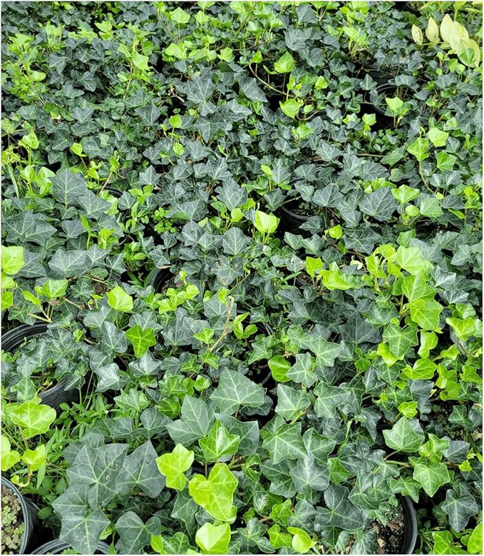 English Ivy Hardy Groundcover/Climbing Vine 50 Plants 2" Pots