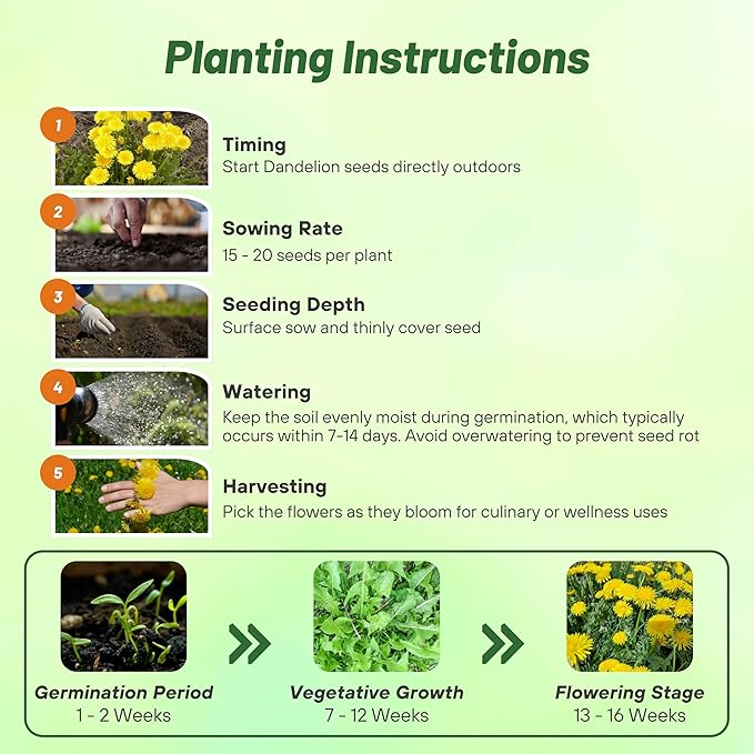 Outsidepride Dandelion Seeds for Planting - 10,000 Seeds Perennial, Easy to Grow & Drought Tolerant, Taraxacum Officinale Herb Seeds with Yellow Blooms for Edible Landscaping & Wildlife Attraction