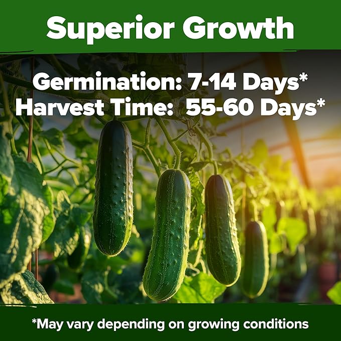 HOME GROWN Organic Cucumber Seeds - 200 Marketmore Heirloom Non GMO Vegetable Seeds for Planting in Trellises, Raised Beds, Containers (Cucumis sativus)
