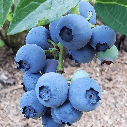 Blue Ray Bare Root Blueberry Plant, 3-Year Old Plant - Produces Large and Richly Sweet Berries - from Hand Picked Nursery (5)