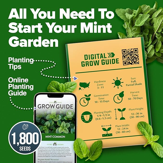 HOME GROWN Common Mint Seeds (Bulk Pack) 1,800 Non GMO Heirloom Herb Seeds, USA Sourced | Ideal for Planting Outdoors or Indoors for a Fresh Mint Tea Garden (Mentha spp)