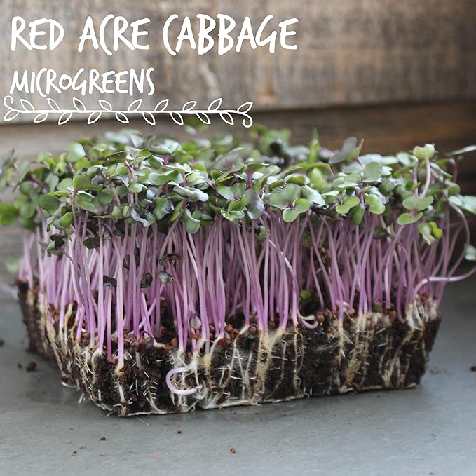 Red Acre Cabbage Microgreens & Sprouting Seeds – 4 Oz – Non-GMO, Chemical-Free – High-Germination Seeds for Nutritious Microgreens, Sprouts, Hydroponic Growing, and Indoor Gardening