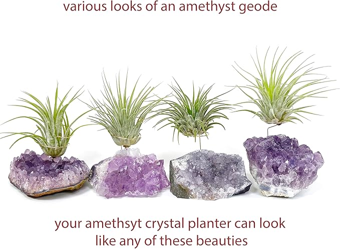 Set of 3 Mini Amethyst Crystal Air Plant Holders – Hand-Altered Natural Geode Clusters with Live Tillandsia, Ready-to-Gift Décor for Women, Birthdays, Christmas & Housewarming