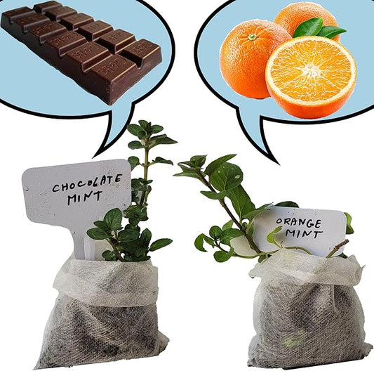 Chocolate+Orange Mint Plants. Live, Fragrant, Fresh, Edible. Easy Grow. Indoor/Outdoor. (Choc+Orange Mint Bags)