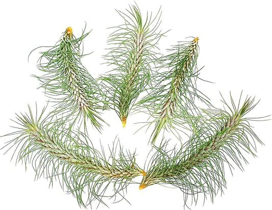 ragnaroc Air Plants - Colombian Tillandsia Funckiana, Large 5" - 5ct - Live Arrival Guaranteed - House Plants for Home Decor & Gift
