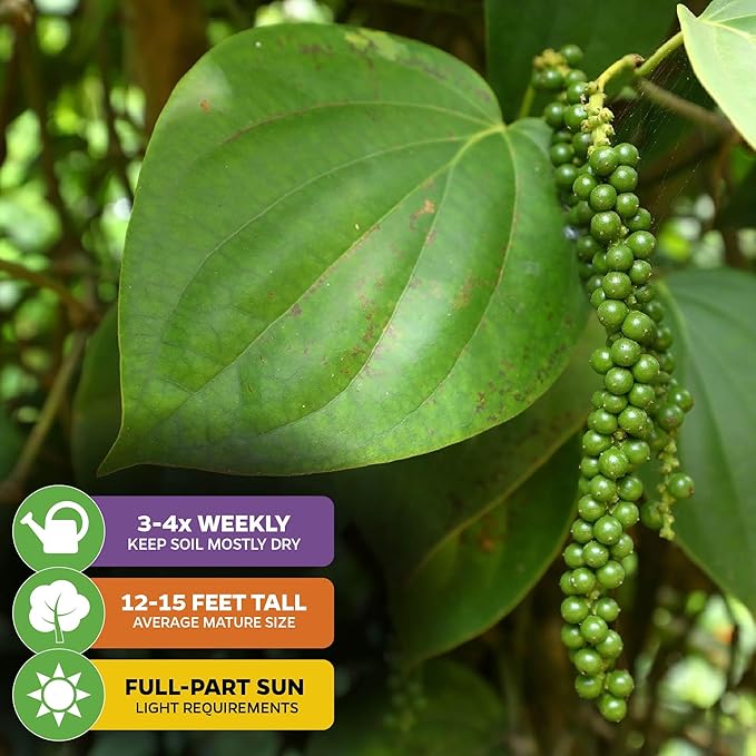 Black Pepper - Piper nigrum - Wellspring Gardens Starter Plant, Live Peppercorn Tree, Herb for Indoor/Outdoor Growing, Dwarf Fruit Plant, Variety for Cooking and Spices (2-Pack)