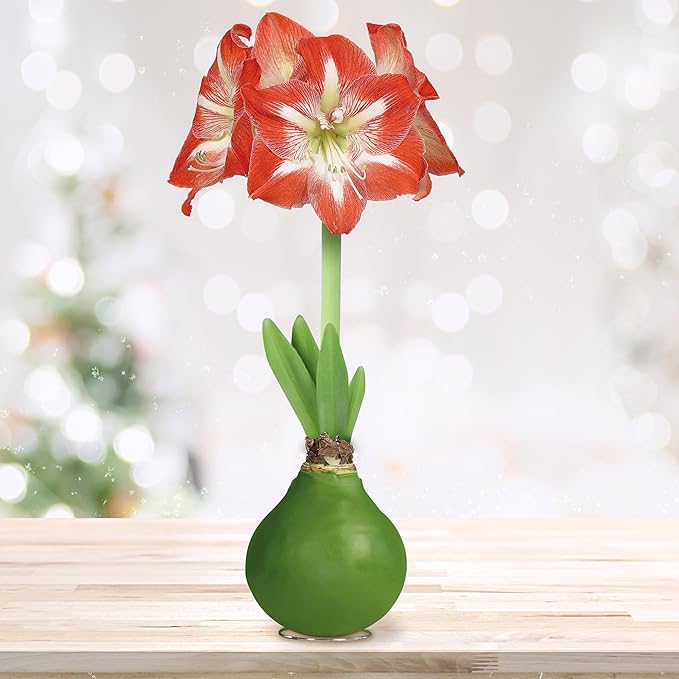Garden State Bulb Waxed Amaryllis Flower Bulb, 30/32cm (Green)