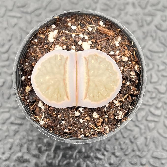 Sprout N Green 1-1.5in Lithops bromfieldii, 3 Years Old Rare Living Stone Plant Fully Rooted in Pot, Cute Potted Succulents Houseplant Pebble Plant, Great for Terrarium Arrangement, DIY Project