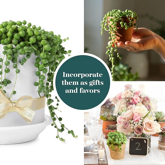 Shop Succulents String of Pearls Succulent Pack - Live 2" Senecio Rowleyanus Plants, Unique Trailing Variety for Hanging Planters & Gifts - Easy Care Indoor Houseplant, Pack of 1