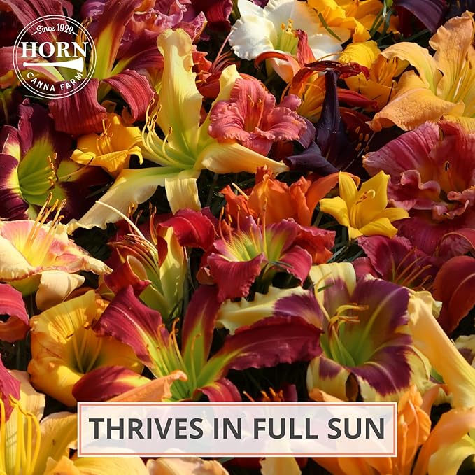 Hall Pink Daylily Flower Bulbs – Peachy-Pink Blooms with Yellow Throat – Hardy Perennial for Borders and Pollinator Gardens (Zones 3–9) Fall Planting Spring Blooming