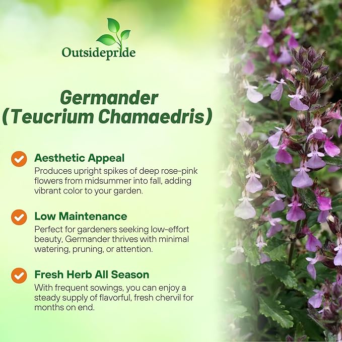 Outsidepride Germander Herb Seeds - 500 Pcs Perennial, 18-Inch Tall, Violet Blooms, Evergreen Ornamental Hedge for Herb Gardens, Attracts Bees & Butterflies, Minimal Watering Needs