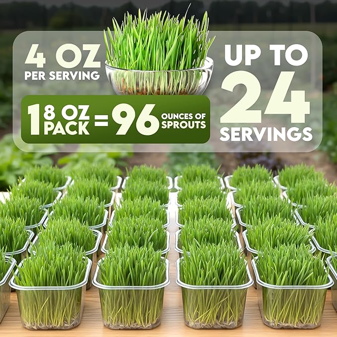 Nature Jims Sprouts Wheat Grass Seeds – Non-GMO Organic Seeds for Planting, Cat Grass Kit Planter & Sprouting –Resealable Bag for Fresh Wheatgrass Sprouts – Packed with Vitamins, Fiber & Minerals–16oz