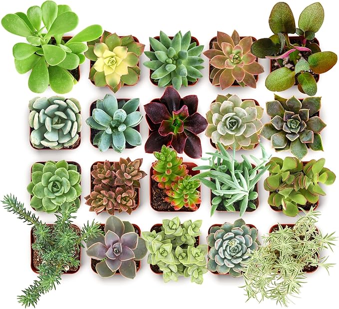 Shop Succulents Collectors Succulent Plant Pack Collection - Live Mini Succulent Plants, Low Maintenance, Colors & Textures - Wedding and Party Favors, Gift & Garden, Pack of 32
