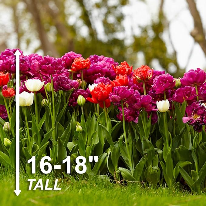 Garden State Bulb Double Dutch Mixed Tulip Flower Bulbs, 12/+ cm, Fall Planting (Bag of 100)