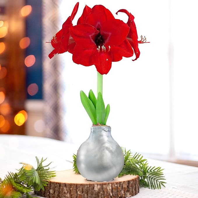 Garden State Bulb Waxed Amaryllis Flower Bulb, 30/32cm (Silver)