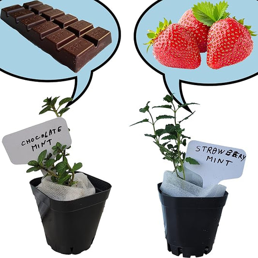 Chocolate+Strawberry Mint Plants. Live, Fragrant, Fresh, Edible. Easy Grow. Indoor/Outdoor. (Choc+Strawberry Mint Cups)