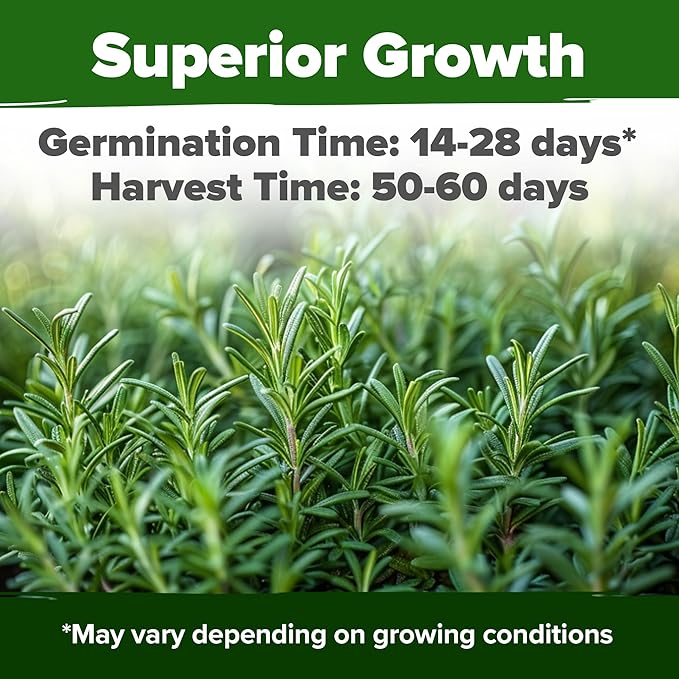 HOME GROWN Rosemary Seeds Pack - 150 High Germinating Non GMO Heirloom Herb Seeds for Planting in Indoor or Outdoor Herb Gardens (Salvia rosmarinus)