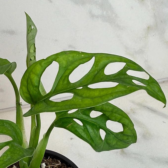 Monstera Swiss Cheese Vine, 4" Plant
