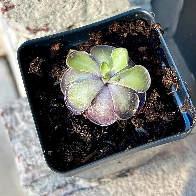 Live Pinguicula cyclosecta – Rare Violet-Toned Mexican Butterwort, Rosette-Forming Carnivorous Plant, Easy to Grow