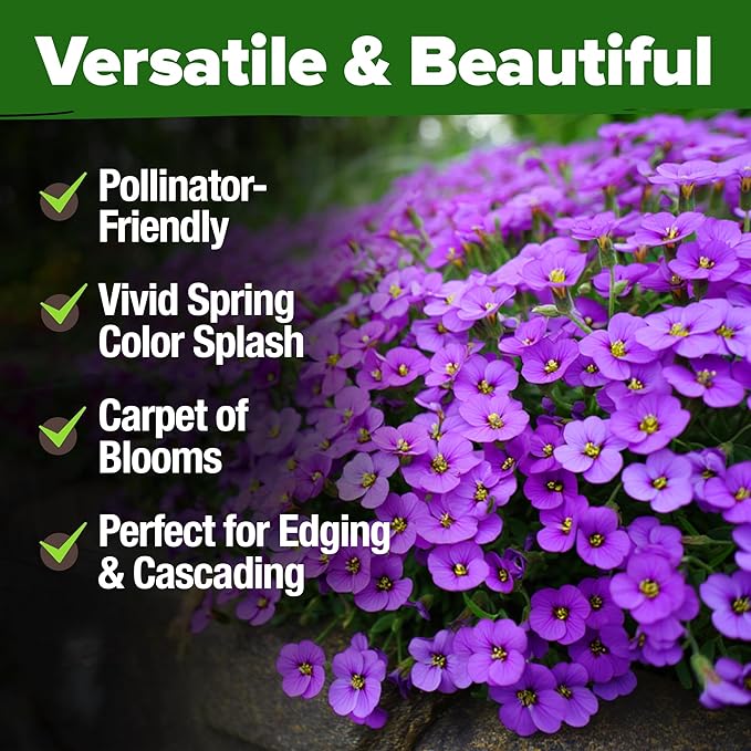 HOME GROWN Aubrieta Rock Cress Purple, Flowering Ground Cover Seed Pack, Perennial Cress Seeds for Planting Outdoor Lawn Gardens 300 Aubrieta deltoidea Flower Seeds