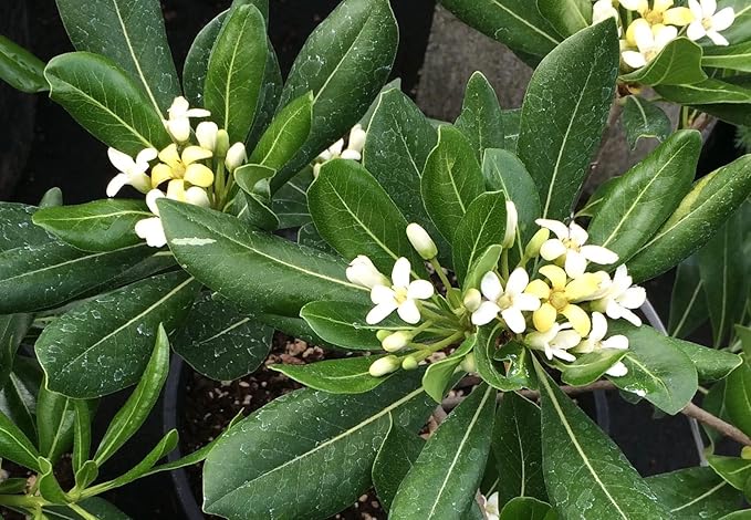 Compact Green Pittosporum | 3 Live Plants | Pittosporum Tobira | Beautiful Fragrant Flowering Low Maintenance Shrub