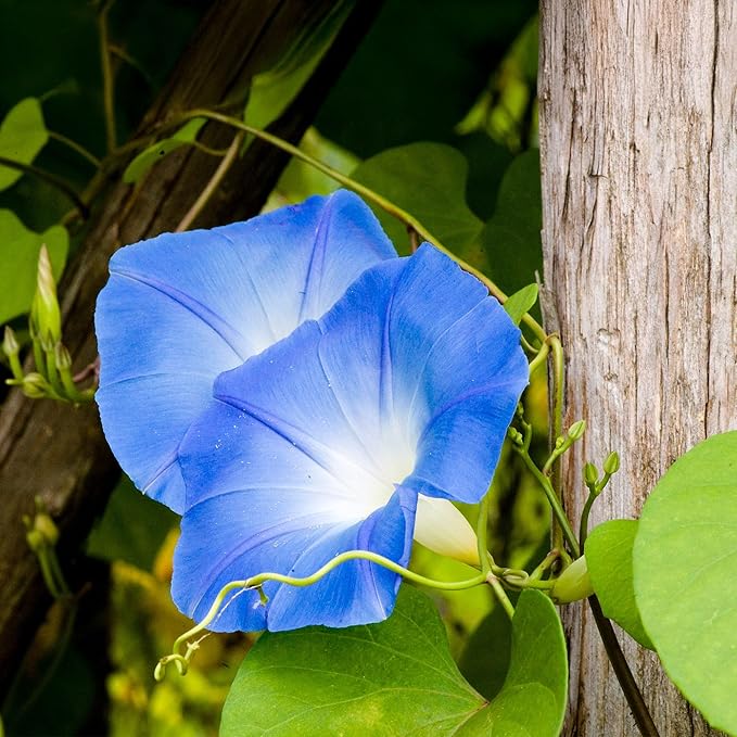 Park Seed Morning Glory Vine Flower Plant Seeds, Easy to Grow, Perfect for Spring Garden, Heavenly Blue, Pack of 50