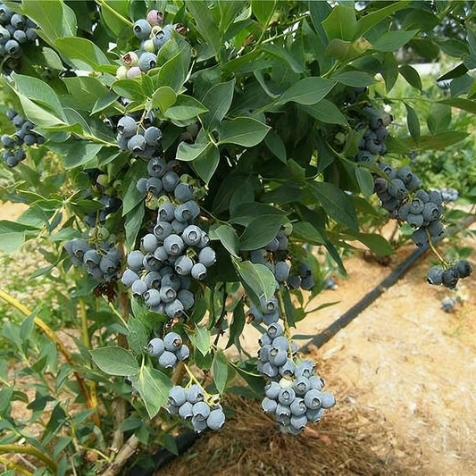 200 Blueberry Seeds for Planting, Non-GMO Blueberry Seed, Fruit Tree Seeds, Heirloom Berry Seed for Gardens and Containers