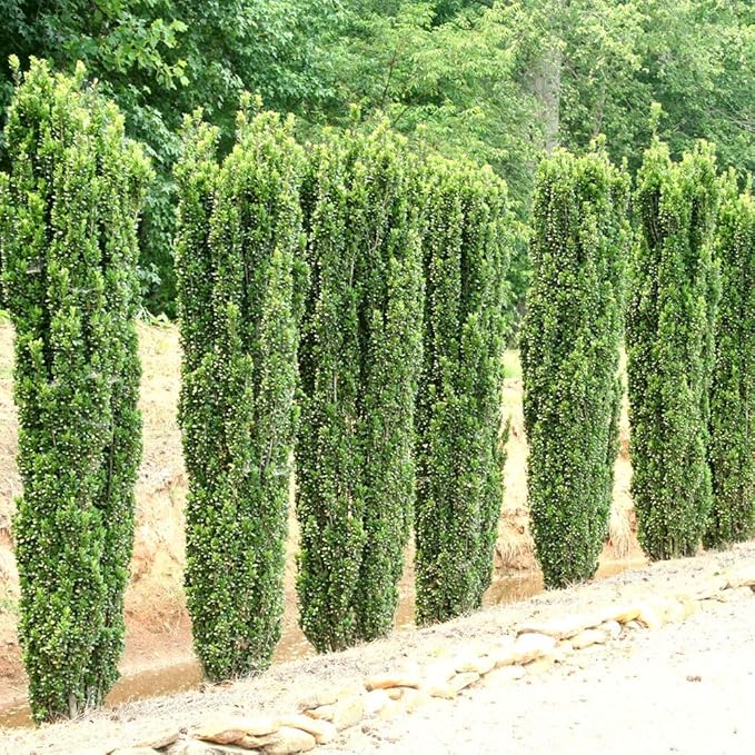 Sky Pencil Japanese Holly - 30 Live Plants - Ilex Crenata - Formal Low Maintenance Evergreen