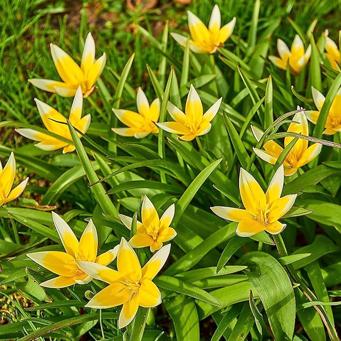 Easy Ground Cover Tulip Tarda -12 Bulbs-Mixed Colors | Red, Yellow, Orange, Pink & White Flowers – Low‑Growing Spring Bloomers for Gardens & Containers–Zones 3–8-Attracts Butterflies & Bees (12 Bulbs)