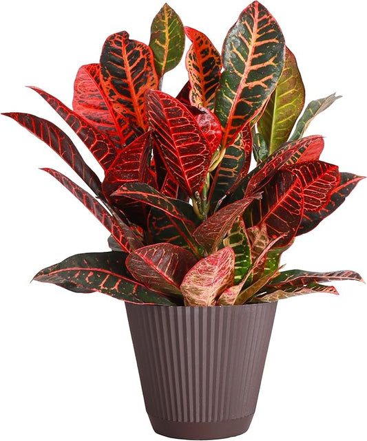 Thorsen's Greenhouse Live Petra Croton Plant, Codiaeum Variegatum, Colorful Foliage, Live Indoor Houselant (Chocolate, 6-inch Pot)