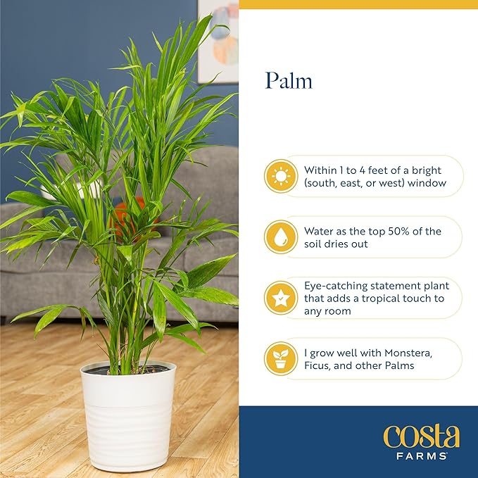 Costa Farms Majesty Palm Live Plant in Decorative Pot, Large Indoor Houseplant, Perfect for Home, Room, or Office Decor, Great House Warming or Birthday Gift, 3-4 Feet Tall