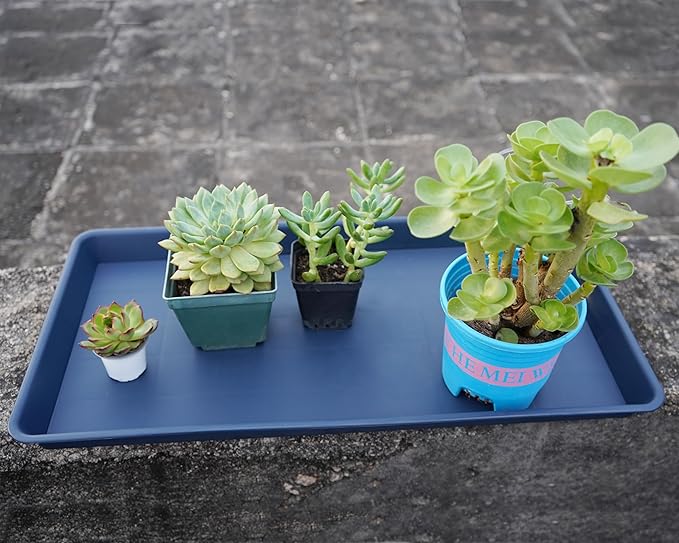 2 Pack Plant Growing Nursery 1020 Trays, Plant Saucer Tray, Heavy Sturdy Seed Starting Trays, Plant Starter Trays for Indoors No Holes, Seed Starter Growing Tray (22"x11.2", Blue)