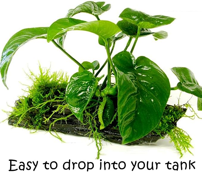 Greenpro (Anubias Barteri Butterfly) Anubias, Java Fern, Moss and More! Freshwater Live Aquarium Plants on Driftwood for Aquatic Tropical Fish Tank Decorations - Easy to Drop