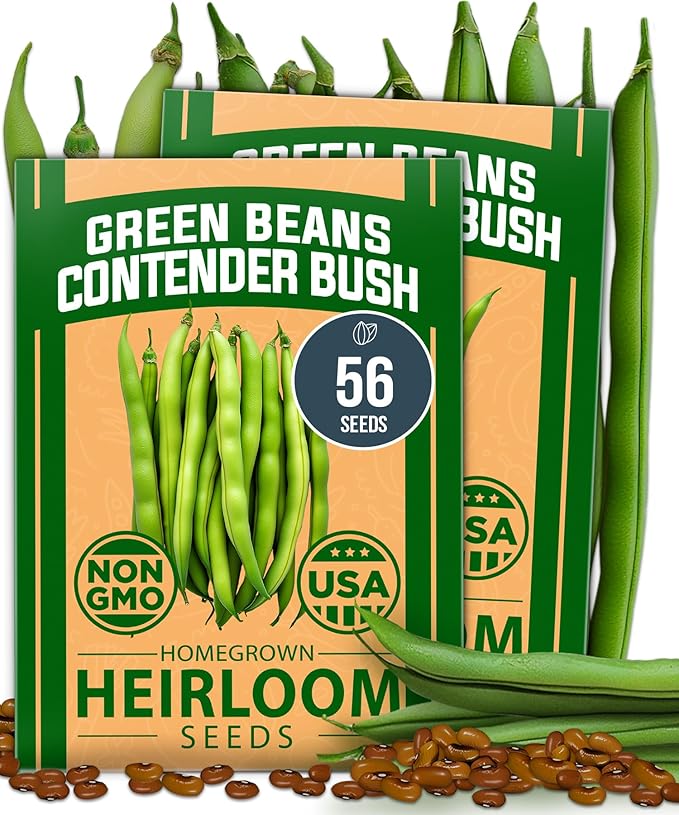 HOME GROWN Contender Bush Seeds - 56 𝗡𝗢𝗡-𝗚𝗠𝗢 𝗨𝗦𝗔-𝗦𝗢𝗨𝗥𝗖𝗘𝗗, Heirloom Green Beans for Planting - Emergency Food Supply (Phaseolus vulgaris)