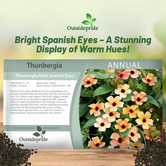 Outsidepride Spanish Eyes Thunbergia Black Eyed Susan Seeds - 20 Pcs Annual, Climbing Vine Flower Seeds for Planting Peachy Gold Blooms for Low Maintenance Gardens, Containers, Trellis & Fences