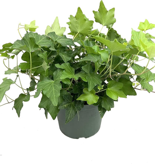 Green English Ivy - Live Plant in a 6 Inch Pot - Hedera Helix - Beautiful Easy Care Indoor Air Purifying Houseplant Vine