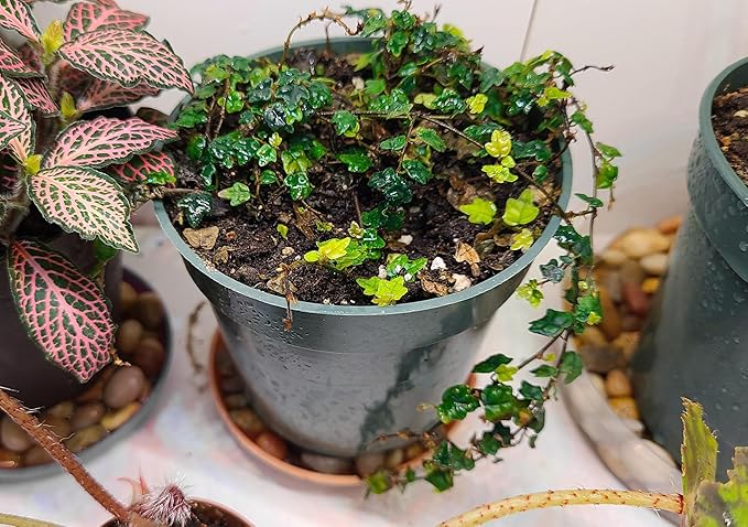 Ficus Pumila Quercifolia | 30 Live Plants | Oak Leaf Creeping Fig, Easy-Care Indoor/Outdoor Trailing Vine Plant, Perfect for Walls and Ground Cover