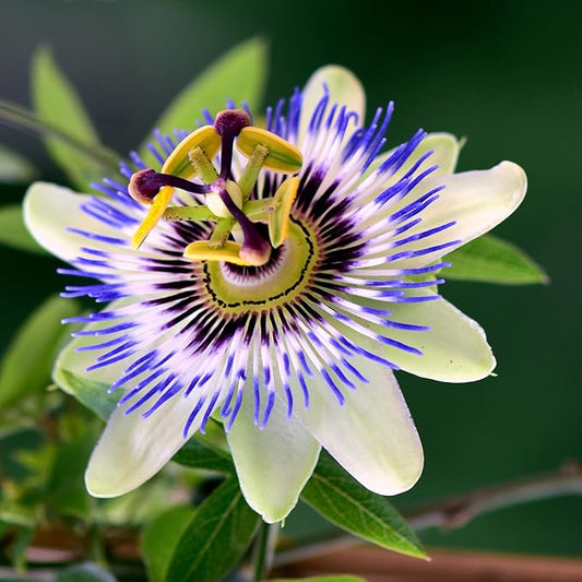 Outsidepride Passion Flower Seeds - 50 Pcs. Perennial, Fast-Growing & Pollinator Friendly, Flower Seeds for Planting Tall, Fragrant & Vibrant Star-Shaped Blooms for Trellises, Fences & Arbors