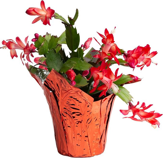 Costa Farms Christmas Cactus Live Plant in Holiday Decorative Plant Pot, Easy to Maintain Flowering Indoor Houseplant, Home, Room, or Office Decor, House Warming or Birthday Gift, 4-10 Inches Tall