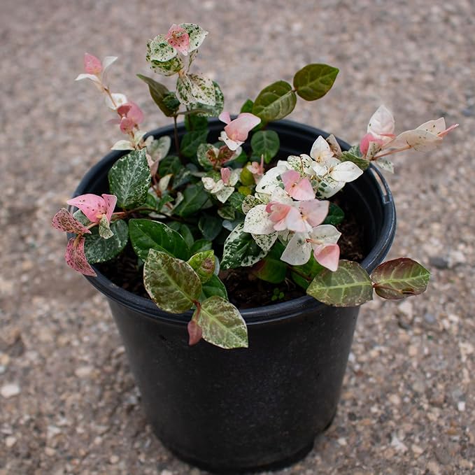 American Plant Exchange Snow & Summer Jasmine – 6-Inch with Pot – Live Fragrant Flowering Climbing Vine, Ideal for Trellises, Garden Beds, or Patio Decor