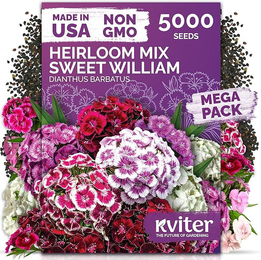 KVITER 5000 Mix Sweet William Seeds for Planting (Dianthus barbatus) – Organic & Heirloom Seed, Clove-Scented Blooms, Drought Tolerant – Perennial Flower Seeds to Plant Outside & Inside