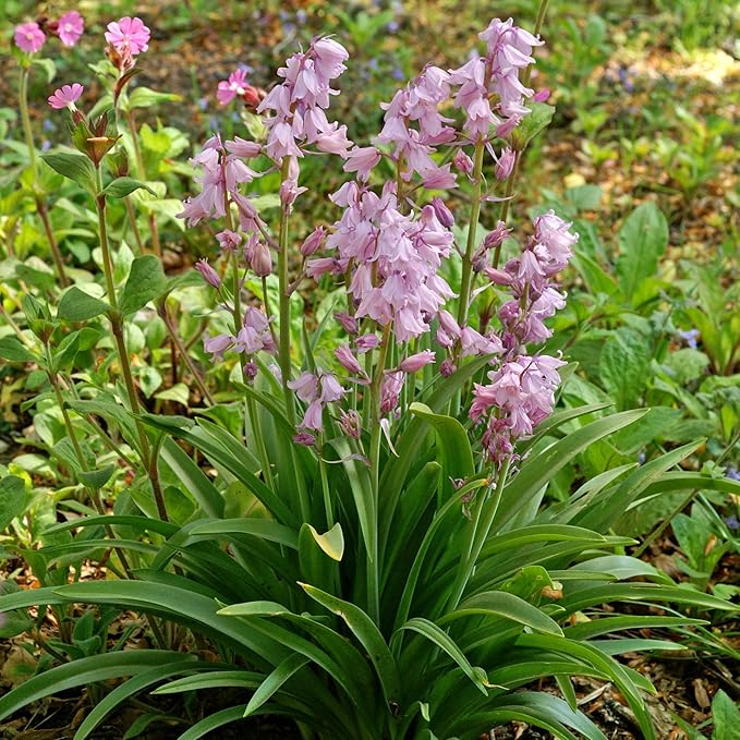 Easy to Grow Spanish Bluebells Pink 10 Plant Bulbs - Pink Fragrant Flowers in Spring, Partial Sun Outdoor Zones 3-8