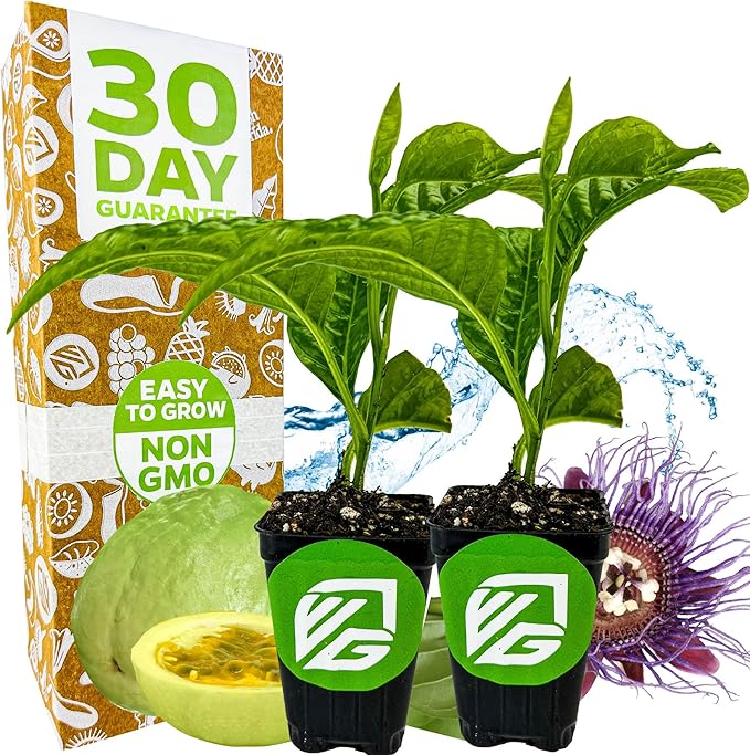 Granadilla Passion Fruit Vine Live Plant (Giant Granadilla) – Passiflora quadrangularis by Wellspring Gardens – Huge Edible Fruit – Fast-Growing & Ornamental – Great for Trellises & Fences (2-Pack)