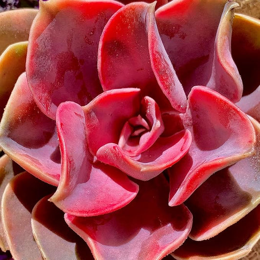 Echeveria Rainbow Succulent Live Plant – Rare Colorful Echeveria, Bare Root Succulent for Indoor/Outdoor Decor, Easy Care Houseplant for Home Garden & Gift