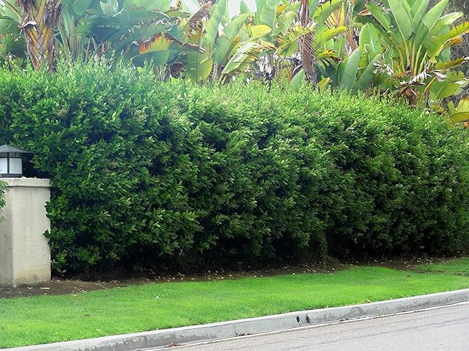 Ligustrum Waxleaf Privet - 10 Live Plants 2" Pot Size - Evergreen Privacy Hedge