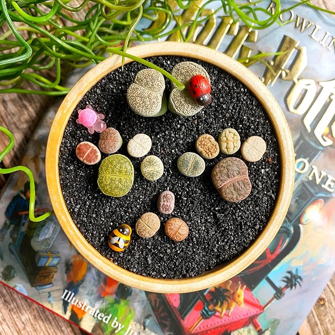 Lithops Random Mix Rare Live Succulent Plants, 30/50/100 Pcs Succulent Live Plant, Bare Root Without Pot Soil, Garden Indoor Office, Friend Plant Lovers Gifts (Large)