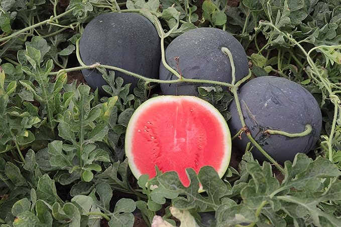 Watermelon Black Beauty Seeds – Citrullus Lanatus | Sweet & Juicy Heirloom Variety | Large, Dark Green Melons