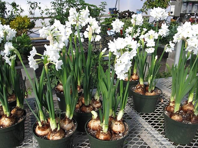 Ziva Paperwhite Flower Bulbs - 10 Bulbs - Large 15/+ cm Size - Paperwhite Narcissi